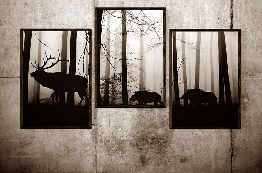 three assorted animal photos, picture frame, image, framed HD wallpaper