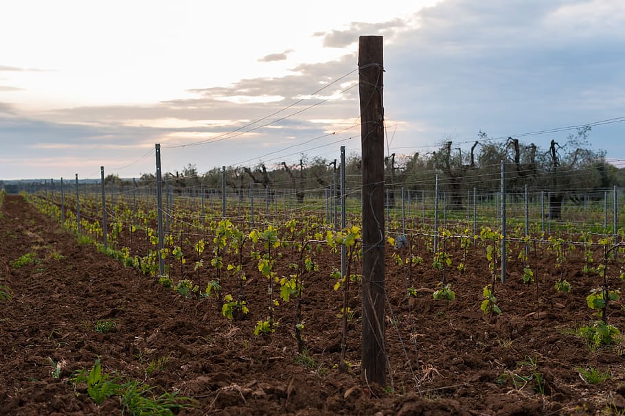Field, Nature, Vineyard, Green, Plants, naturals, agritourism HD wallpaper