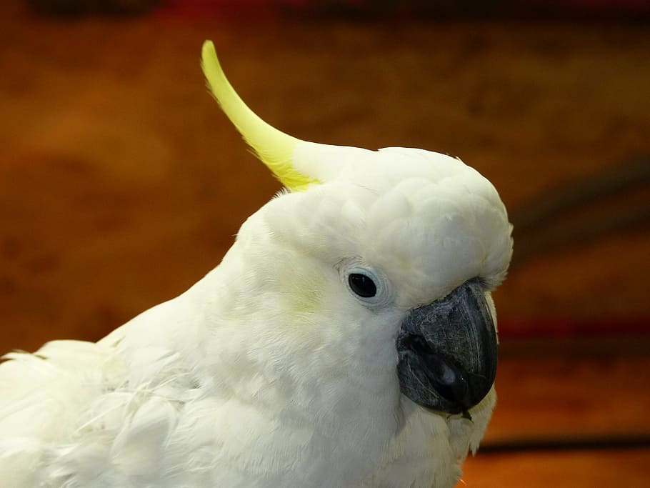 sulphur crested cockatoo, parrot, cacatua galerita, cacatuidae