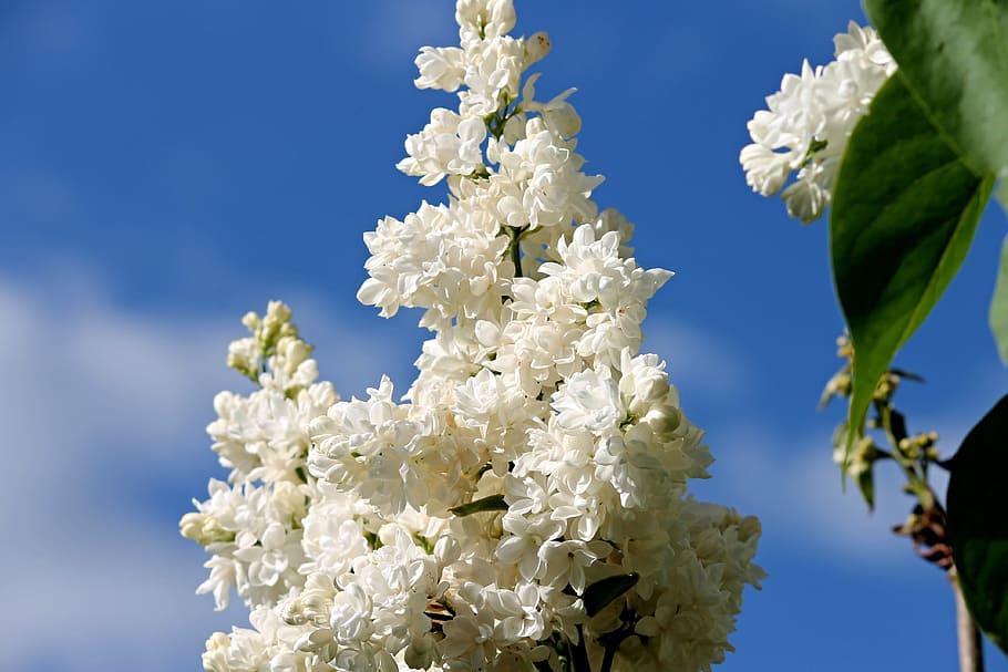 White Lilac, Spring, blossom, bloom, plant, nature, garden HD wallpaper