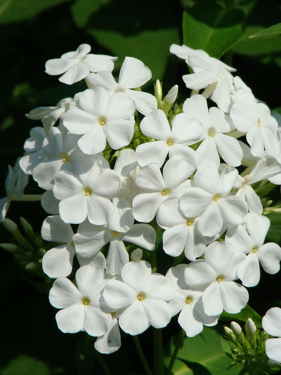 phlox, flower, flower garden, white, blossom, bloom, white splendour, HD wallpaper