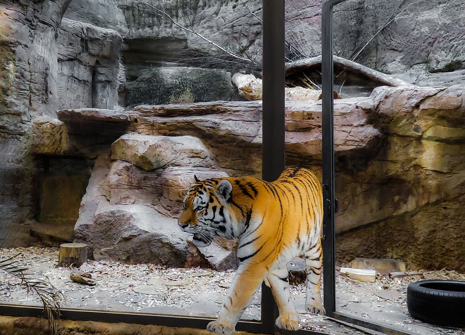 Animal, Tiger, Cat, Predator, Dangerous, escape, image overlay HD wallpaper