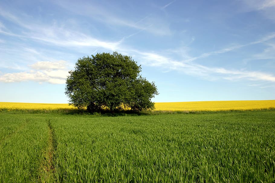 panoramic photography of tree on field of grass, agriculture HD wallpaper