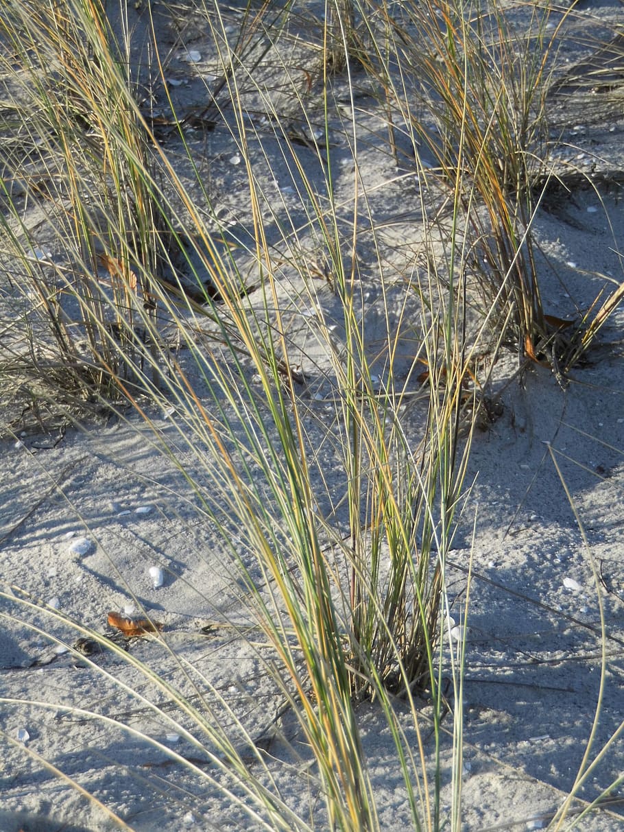 beach, baltic sea, marram grass, water, plant, nature, day HD wallpaper
