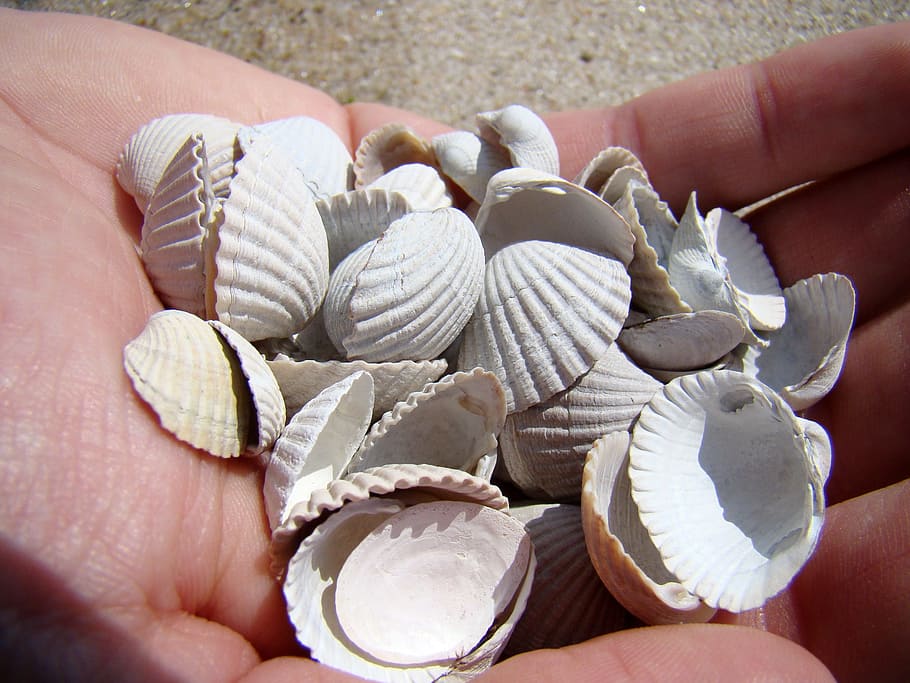 shells, hand, sea, summer, scallop, nature, beach, sandy beach HD wallpaper