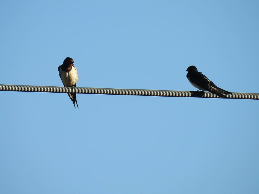 bird, schwalbe, power line, animal, wildlife, nature, sky, animal themes HD wallpaper