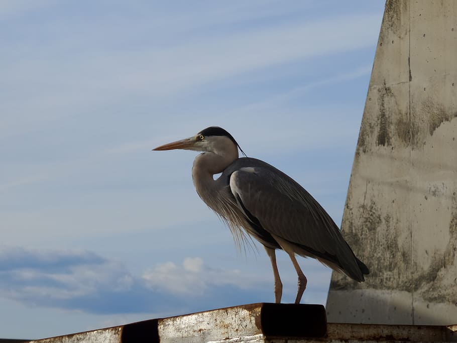 Bird, Ocean, Standing, Wildlife, sky, nature, one animal, animal wildlife HD wallpaper