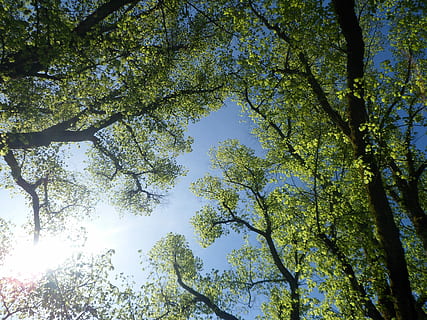 Leaves, Sun, Tree, Aesthetic, Sky, nature, foliage, light, beauty in nature HD wallpaper