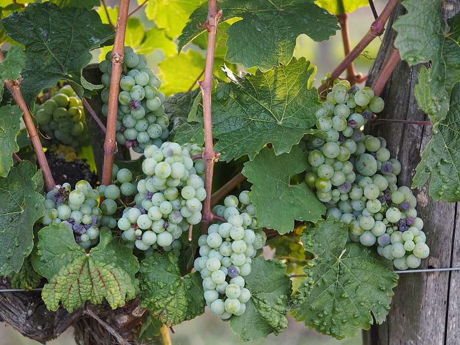 grape, wine, bio, grapes, fruit, winegrowing, vineyard, fruits HD wallpaper