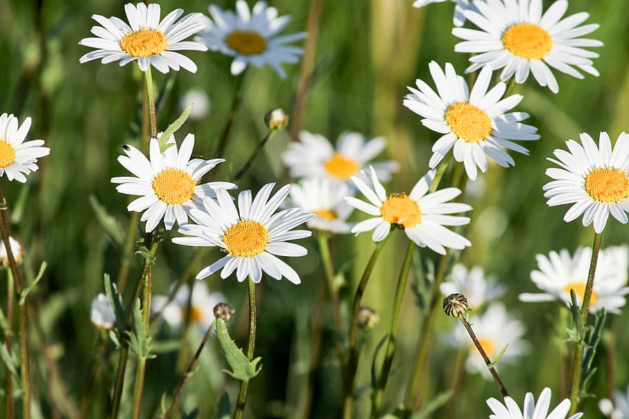 shallow focus photo of white daisy flowers, spring meadow, nature HD wallpaper