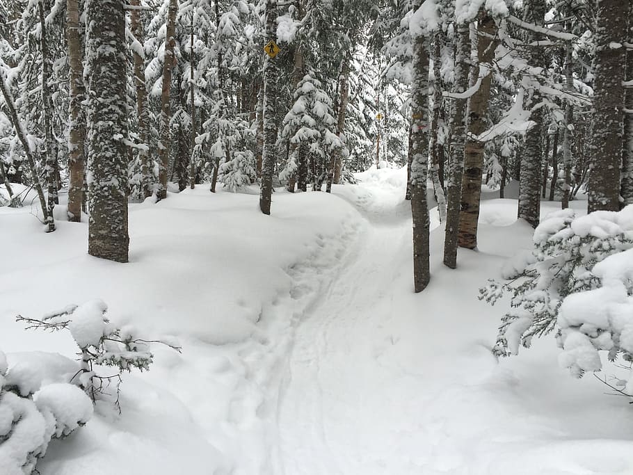 Racket, Snow, Winter, Winter, Landscape, winter landscape, fir HD wallpaper
