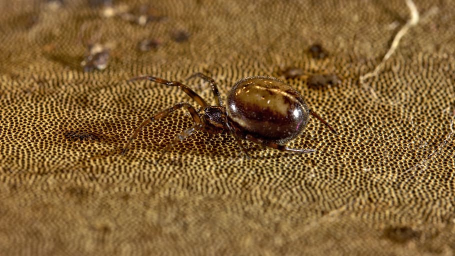 spider, gift, insect, macro, close, baby spiders, garden spider HD wallpaper