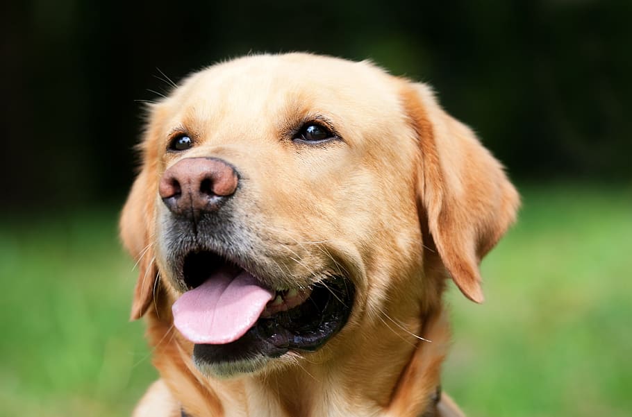 Golden Retriever closeup photography, dog, labrador, light brown, HD wallpaper