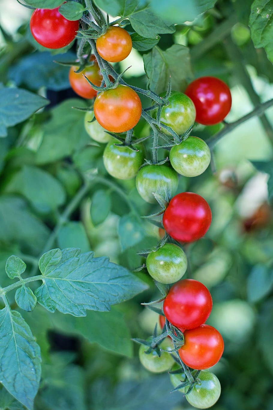 shallow photo of fruits during day time, cherry tomatoes, ripe HD wallpaper