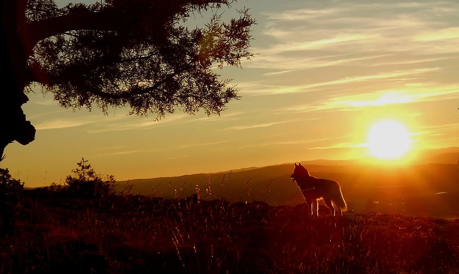 silhouette of animal during sunset, husky, wolf, dog, nature HD wallpaper
