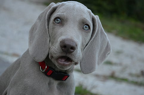 Hindre badminton forskellige HD wallpaper: grey Weimaraner puppy close-up photography, dog, hound, eyes  | Wallpaper Flare