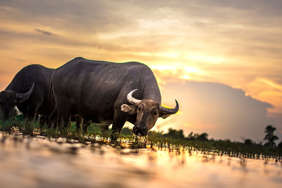 tamaraw drinking water, water buffalos, outside of the house, HD wallpaper