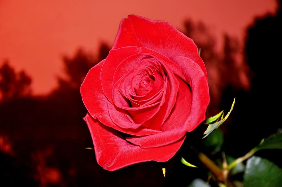 flower, red, rose, rose - Flower, nature, love, petal, romance HD wallpaper
