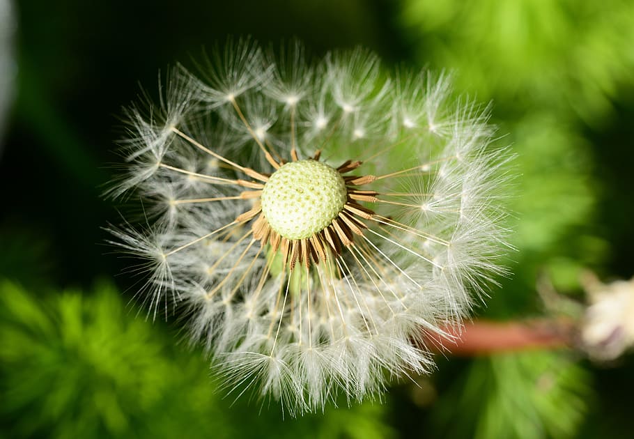 dandelion, clock, white parachute, seeds, blown, taraxacum officinale HD wallpaper