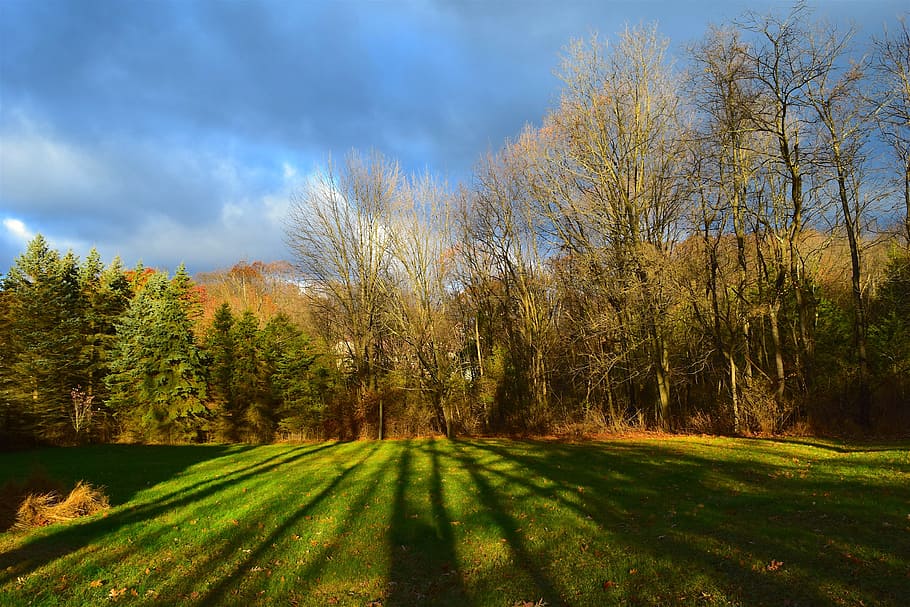 sunrise, daylight, shadows, trees, nature, grass, landscape HD wallpaper