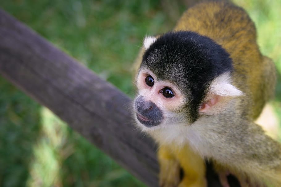 monkey, äffchen, zoo, cute, animals, eyes, animal themes, one animal HD wallpaper