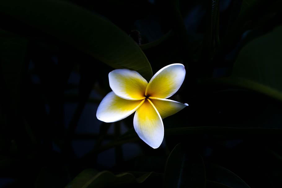 black, dark, flower, white, yellow, frangipani, flowering plant HD wallpaper