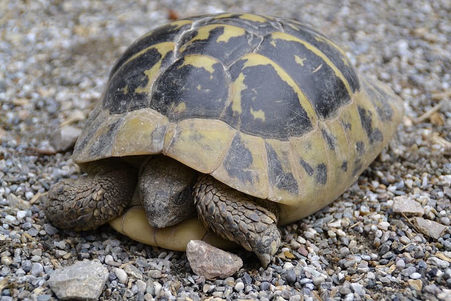 turtle, wild, panzer, crawl, animal themes, animal wildlife HD wallpaper