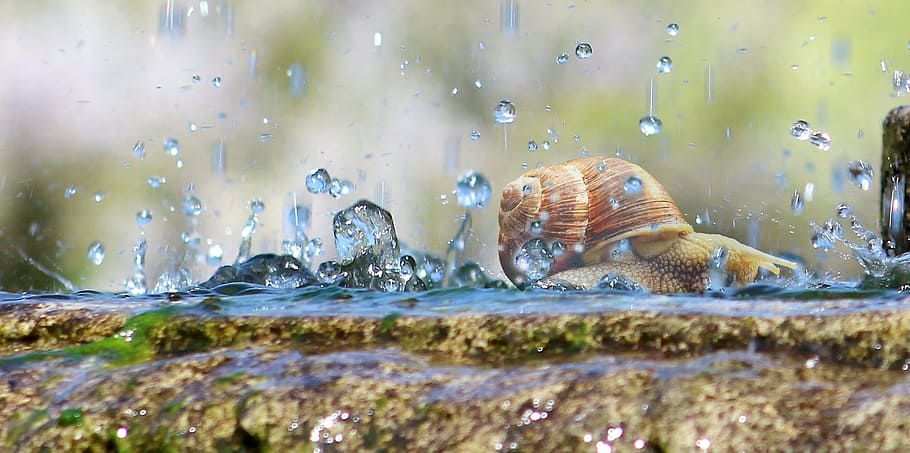 brown snail walking with rain droplets, water, drops, falling drops HD wallpaper