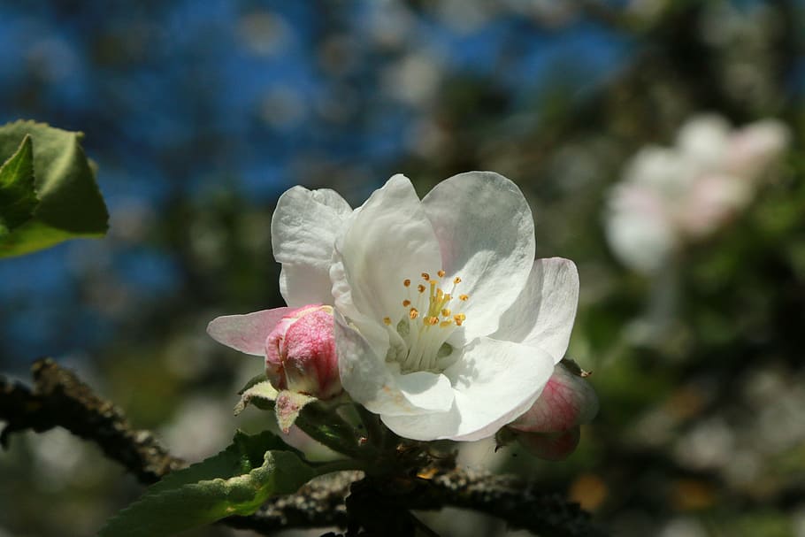 apple, apple blossom, macro, spring, close, apple tree flowers HD wallpaper