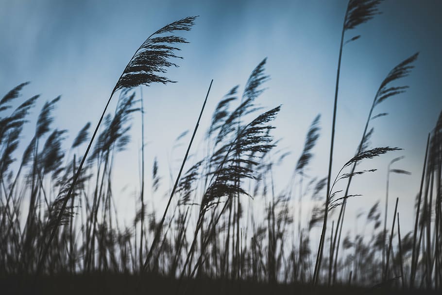 grain field during daytime, clouds, sky, crops, plantation HD wallpaper