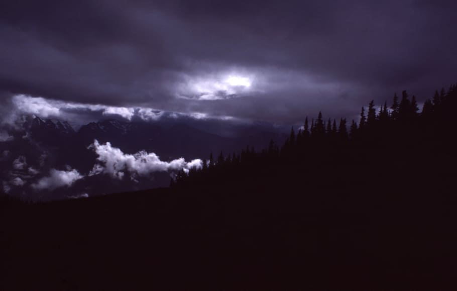 silhouette of trees, dark, night, clouds, sky, nature, shadow HD wallpaper