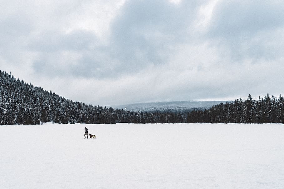 man and dog walking on snow covered ground, person walking on snow field with dog during day HD wallpaper