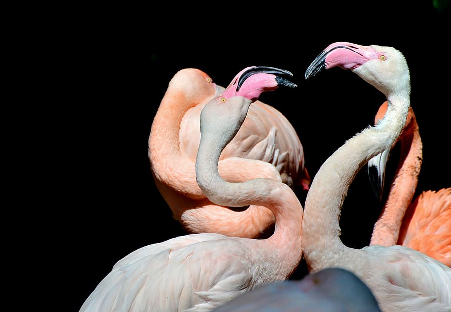 Flamingo, Bird, Pink, Plumage, bill, feather, birds, animal HD wallpaper