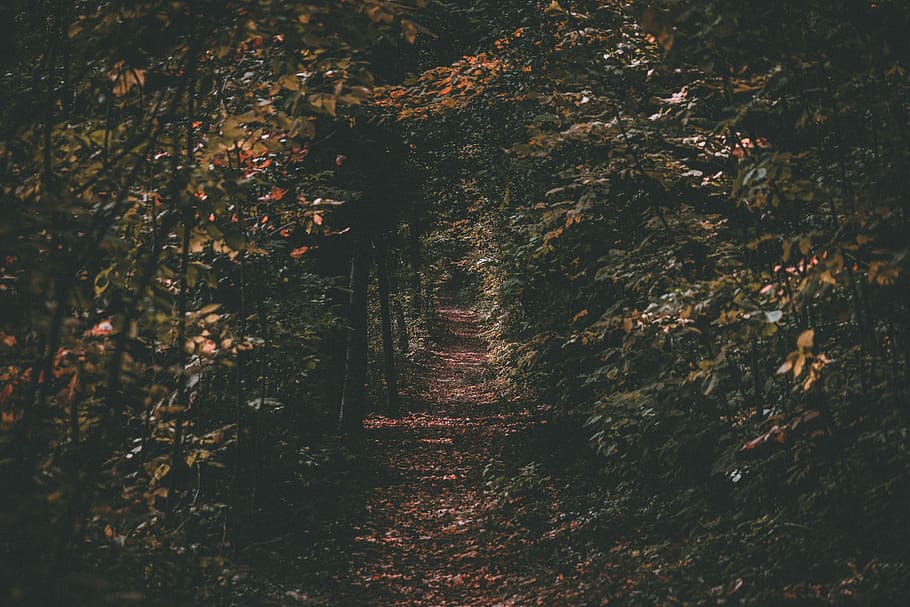 pathway between green trees, dried leaves on pathway in between trees photography HD wallpaper