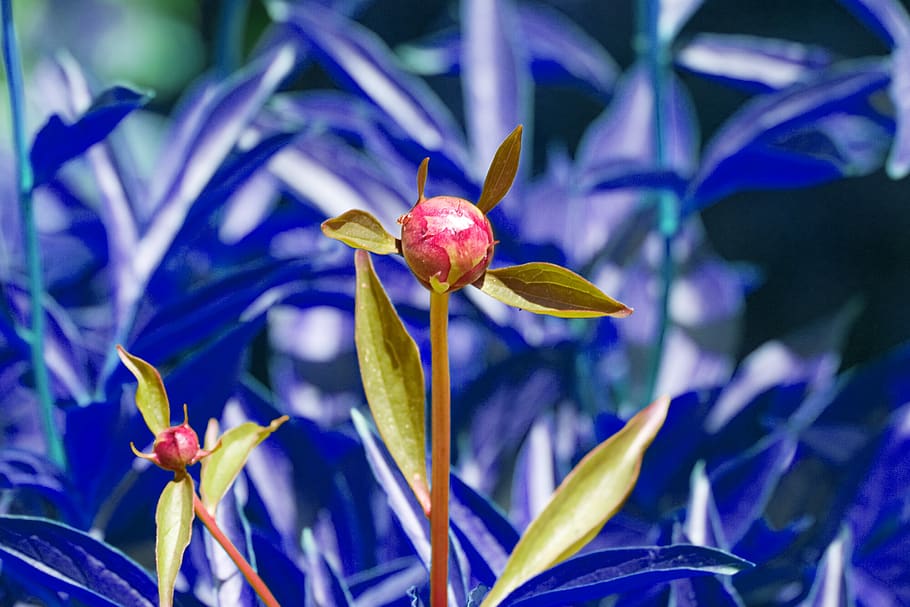 nature, flower, plant, leaf, growth, freshness, flowering plant HD wallpaper