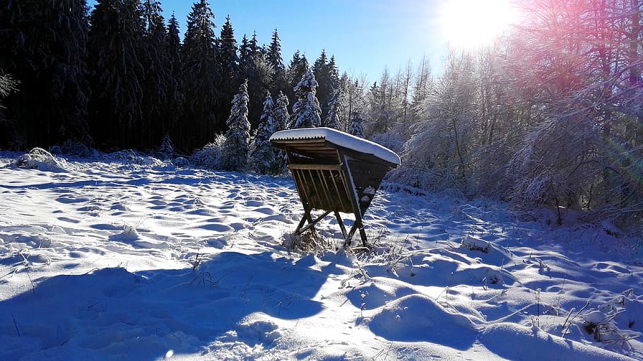 snow, winter, cold, nature, frost, teutoburg forest, lip, detmold HD wallpaper