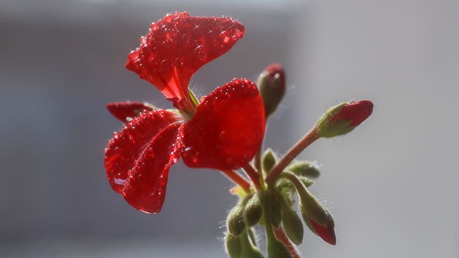 Geranium, Flowers, red, rosa, bud, growth, plant, freshness HD wallpaper