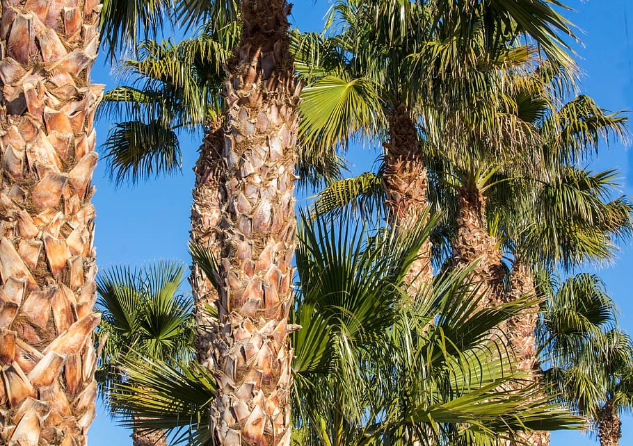 palm, tree, summer, sky, tropical, plant, palm tree, growth HD wallpaper