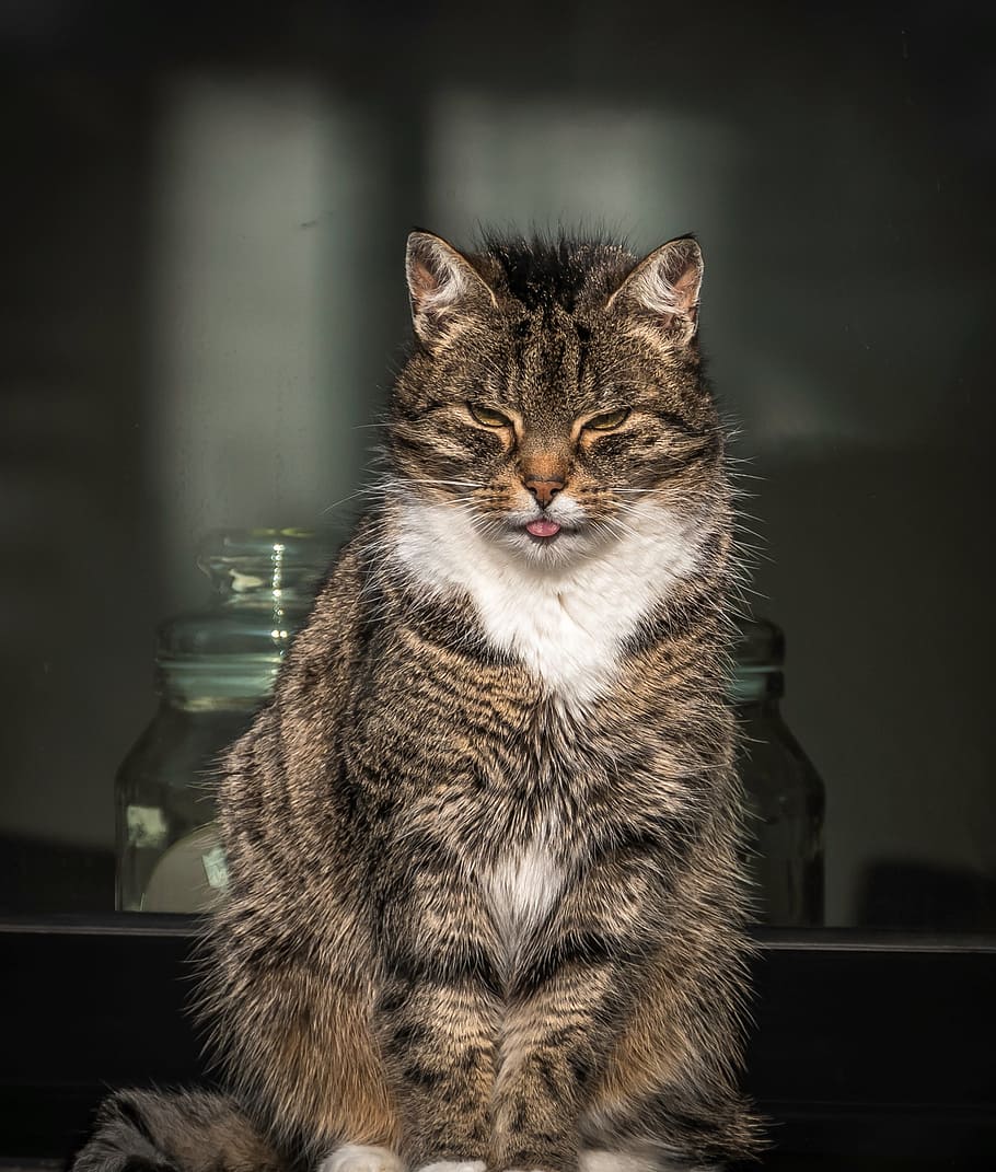 pet, cat, at the window, domestic, pets, domestic cat, domestic animals HD wallpaper