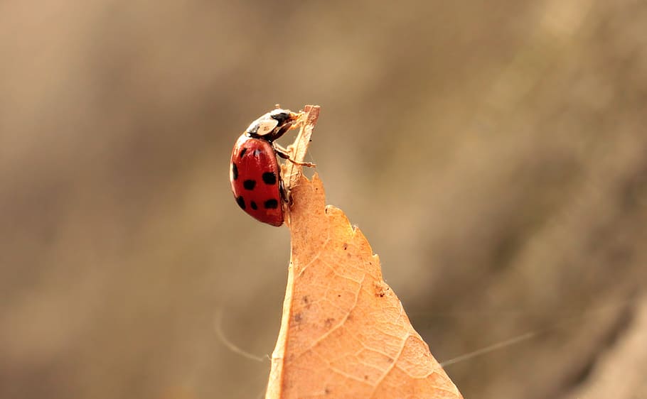 close up photo of red and black ladybug on dried leaf, leaves, HD wallpaper