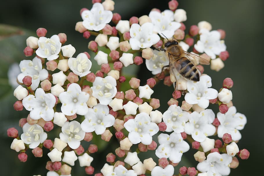 bee, flower, nature, spring, plant, close, flying bee, turkey HD wallpaper