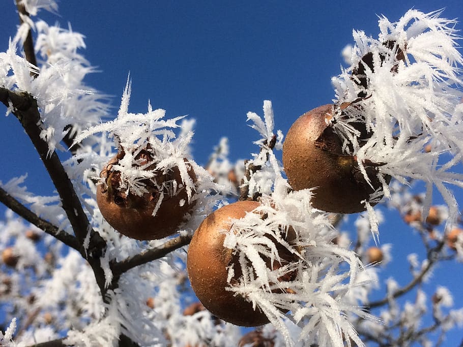 icy, snow, branches, eiskristalle, tree, winter, cold temperature HD wallpaper