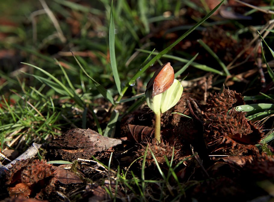 nature, plant, leaf, environment, outdoors, outbreak, land HD wallpaper