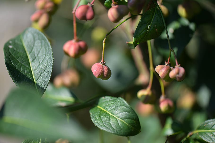 bush, spindle, fortunei, macro, nature, fruit, leaf, plant part HD wallpaper