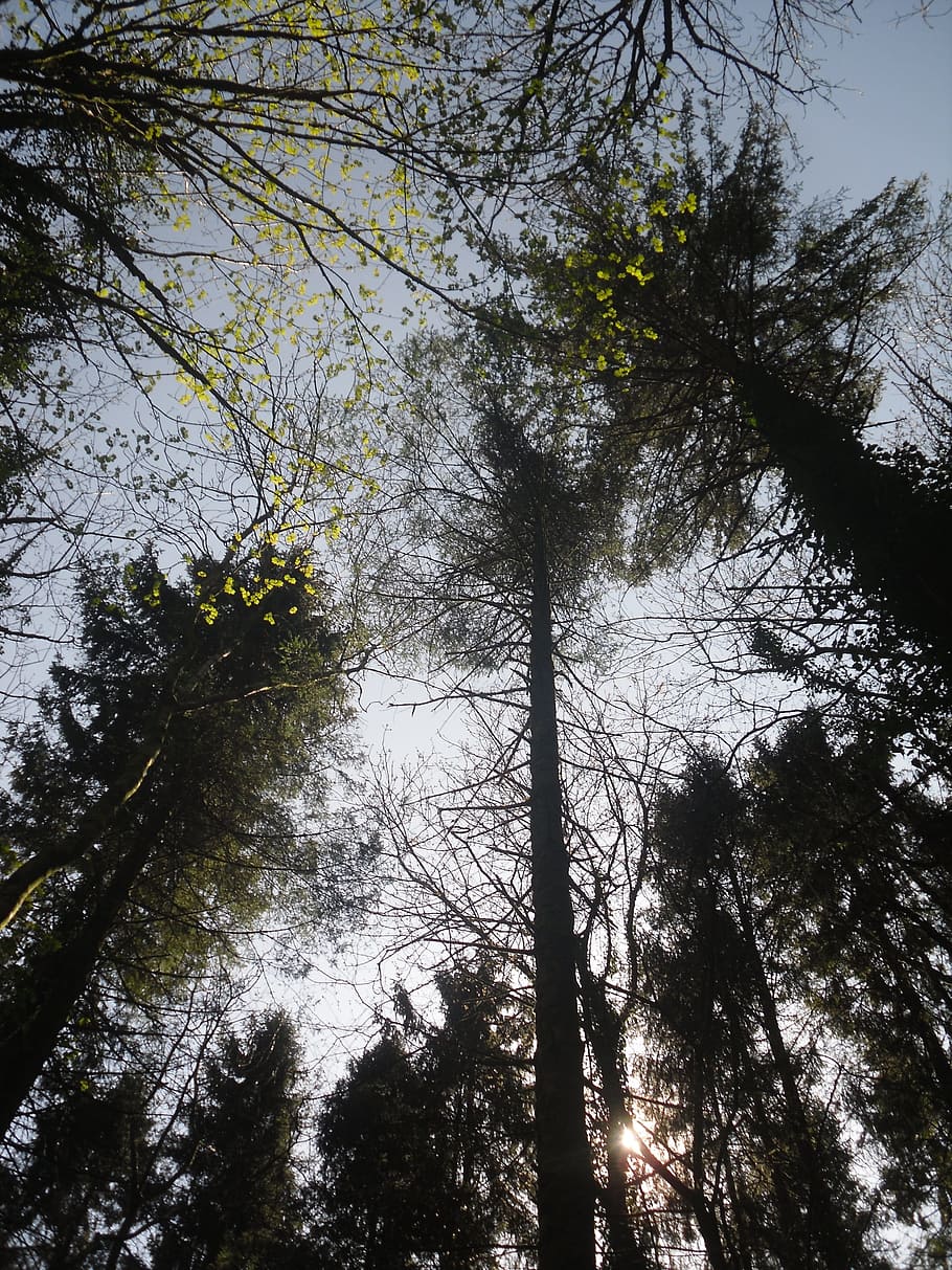 trees, nature, forest, plant, low angle view, growth, beauty in nature HD wallpaper