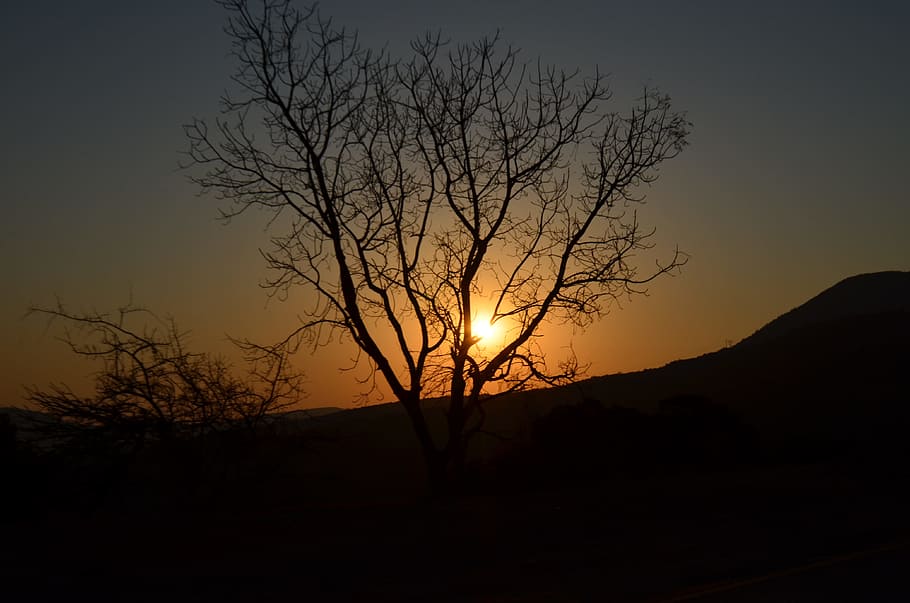 Tree, Sunset, Landscape, sky, sunlight, outdoor, silhouette HD wallpaper