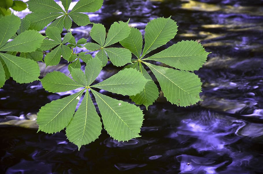 nature, leaf, plant, plant part, growth, green color, beauty in nature HD wallpaper
