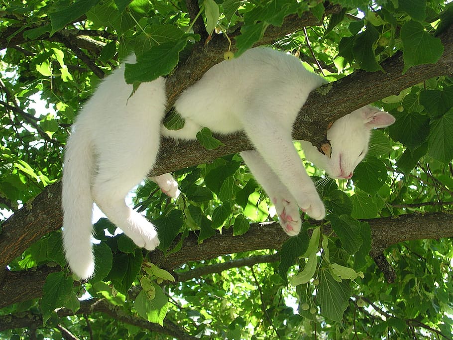 white cat on brown tree branch photo, relax, relaxation, rest HD wallpaper