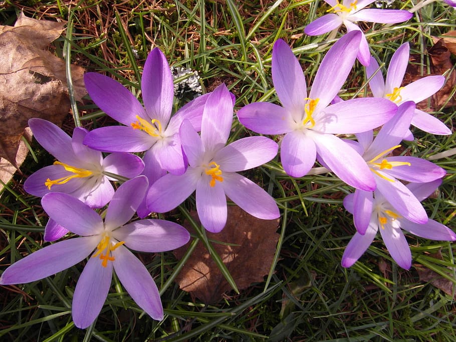 crocus, spring, purple, tender, bees, bloom, blossom, flowers HD wallpaper