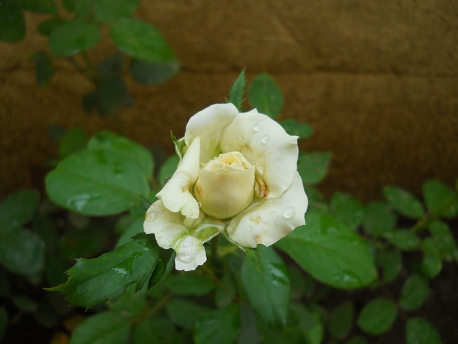 white, rose, flower, beauty in nature, plant, flowering plant HD wallpaper